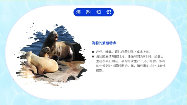 国际海豹日海狮海象通用PPT模板
