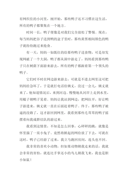 养鸭子作文0.docx