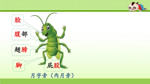 《11.我是一只小虫子》第一课时 课件
