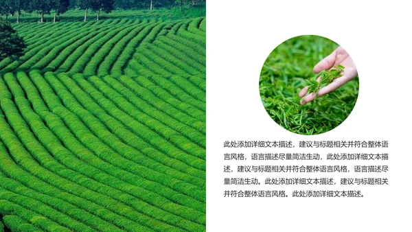 清新绿茶茶文化采茶茶道茶艺茶文化PPT模板