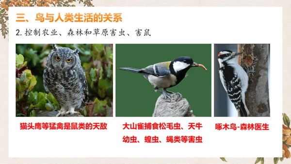 人教版生物八年级上册5.1.6《鸟》课件(共27张PPT)