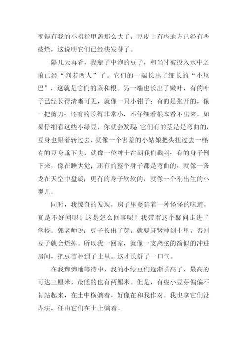 绿豆成长记作文.docx