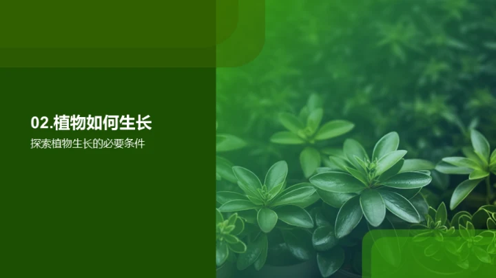 探索植物的奥秘