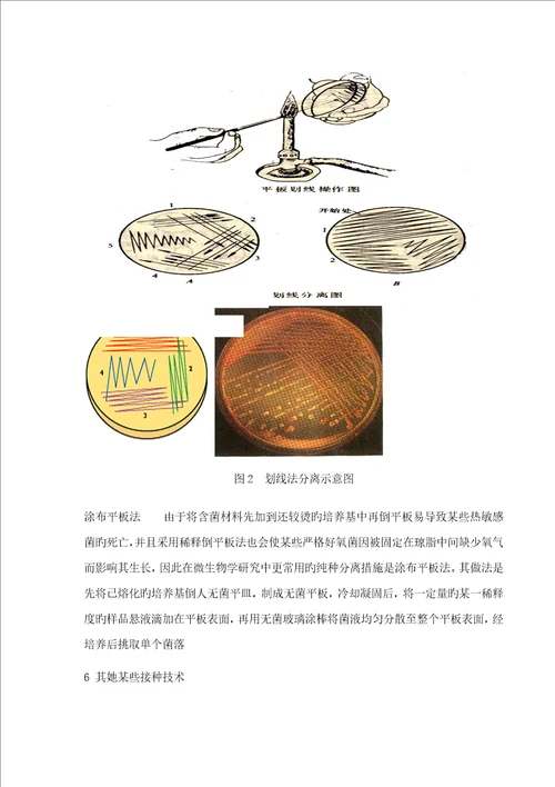 环境关键工程微生物学实验八细菌纯种分离培养和接种重点技术