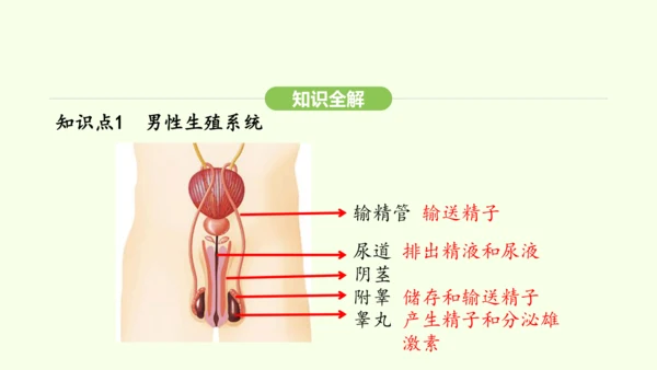 第四单元-第一章-第一节 人的生殖课件-2024-2025学年七年级生物下学期人教版(2024)(共