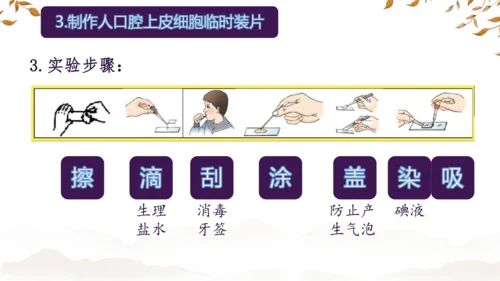 人教版（2024）七年级上册1.2.3动物细胞 课件(共27张PPT)