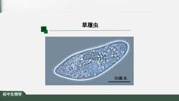 2.2.4 单细胞生物 课件（共24张PPT）