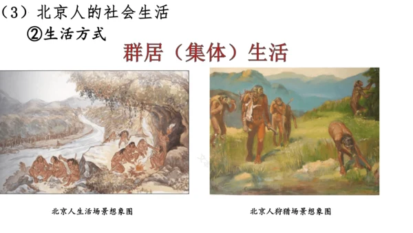 第1课 中国境内早期人类的代表—北京人  课件