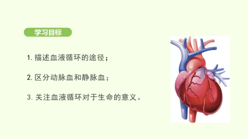 第四单元-第四章-第三节 输送血液的泵——心脏（第2课时）课件-2024-2025学年七年级生物下学