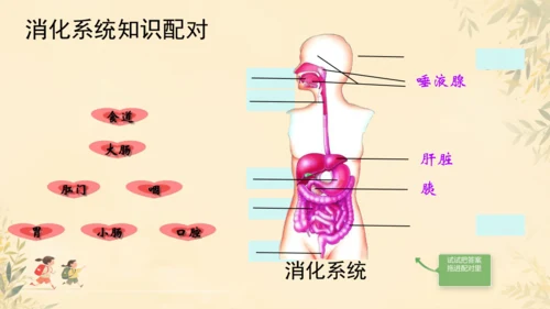 初中生物学人教版（新课程标准）七年级下册第4.2.2 消化和吸收课件(共21张PPT)