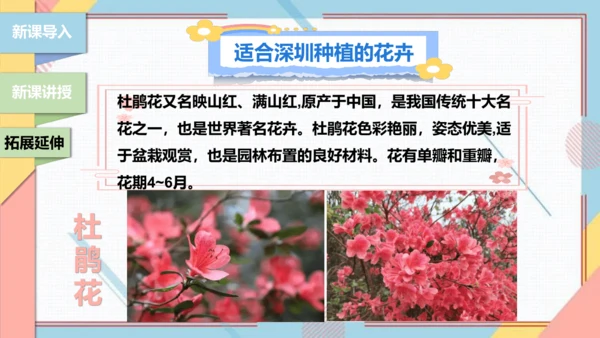 【北师大版】二年级《劳动实践指导手册》第11课《一起来种太阳花》课件