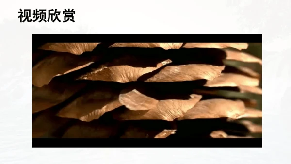 第21课 《大自然的声音》  课件