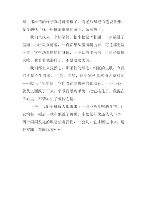 一只可爱的小松鼠作文800字.docx