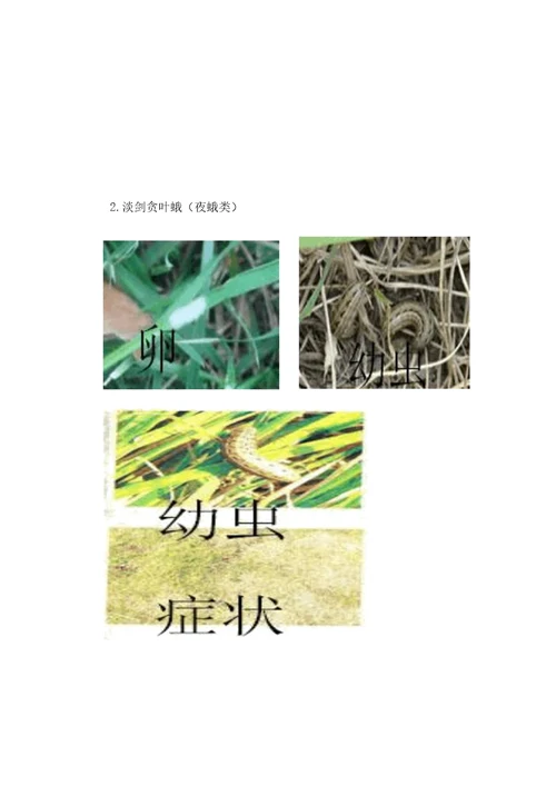 园林草坪常见虫害