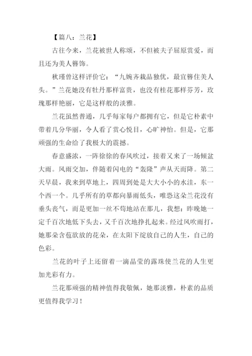 兰花作文400字0.docx