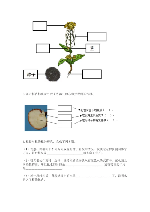 科学四年级下册第一单元植物的生长变化测试卷带答案（能力提升）.docx