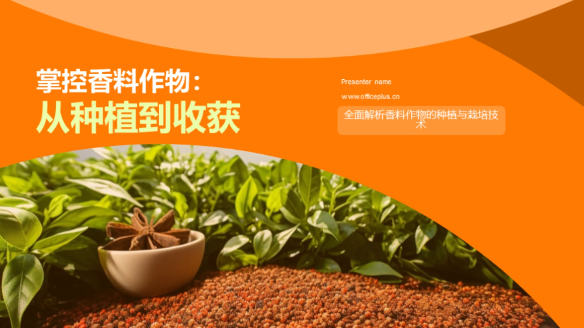 掌控香料作物:从种植到收获