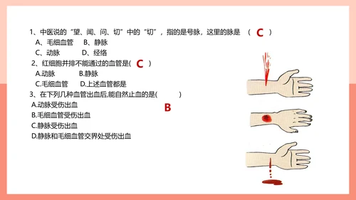 血流的管道，血管课件PPT模板.ppt