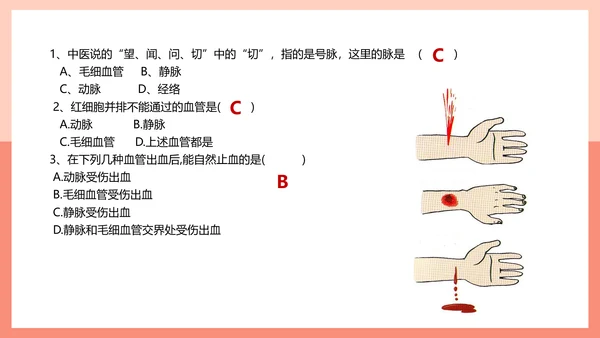 血流的管道，血管课件PPT模板.ppt
