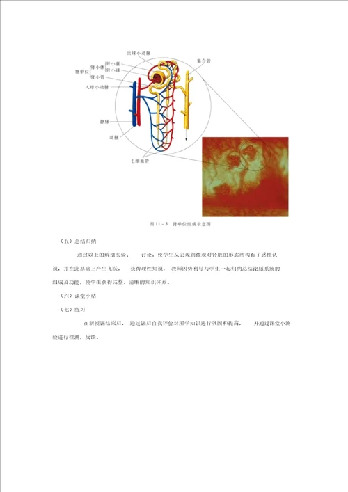 苏教初中生物七下11第1节人体泌尿系统的组成word教案3