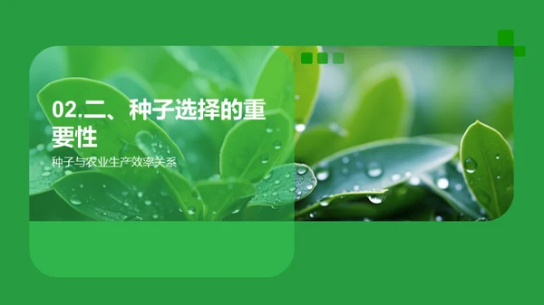 谷雨季节的种子策略