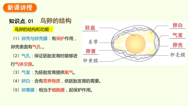 7.1.4鸟的生殖和发育-八年级生物人教版下学期同步精品课件(共24张PPT)