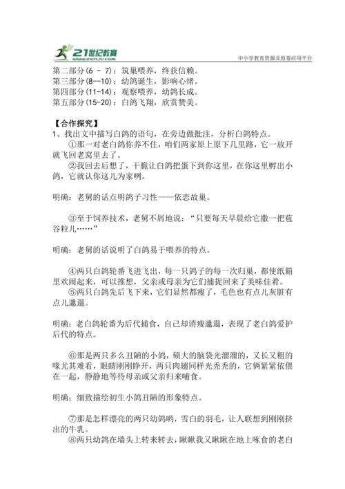 第18课《我的白鸽》教学设计