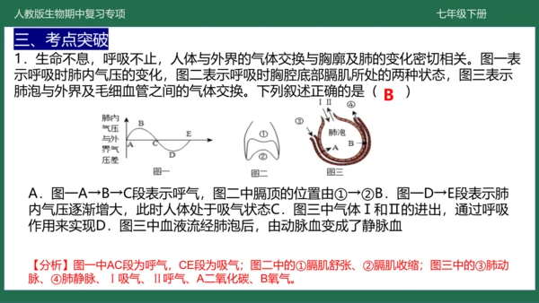 第三章 人体的呼吸（-七年级生物下学期期中考点大串讲（人教版）(共25张PPT)