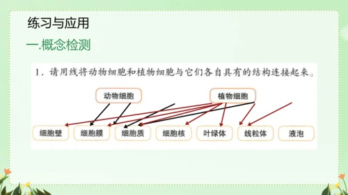 人教版（2024）七年级上册1.2.3 动物细胞 课件(共26张PPT)