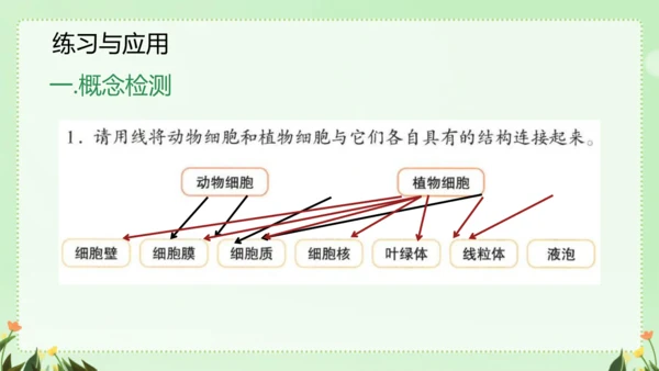 人教版（2024）七年级上册1.2.3 动物细胞 课件(共26张PPT)
