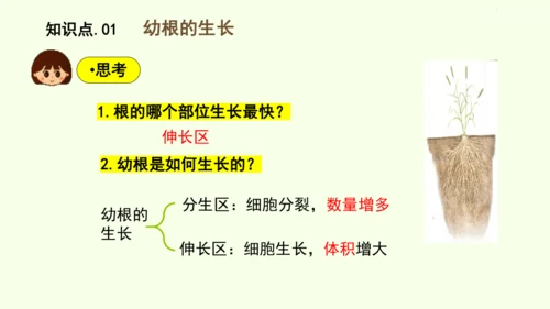 3.1.2植株的生长-七年级生物下学期同步精品课件（2024人教版）(共26张PPT)