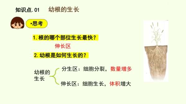 3.1.2植株的生长-七年级生物下学期同步精品课件（2024人教版）(共26张PPT)