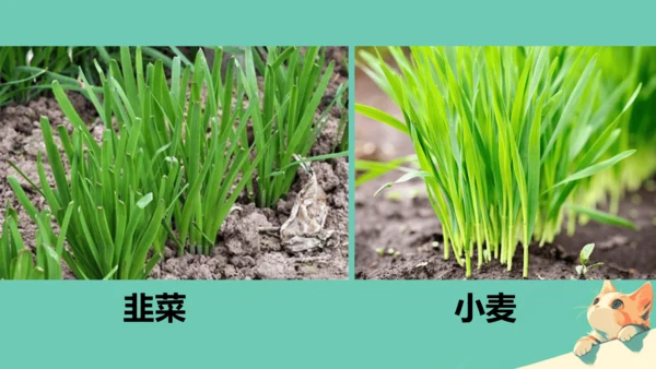人教版（2024）七年级上册1.1.1 观察周边环境中的生物 课件(共20张PPT)