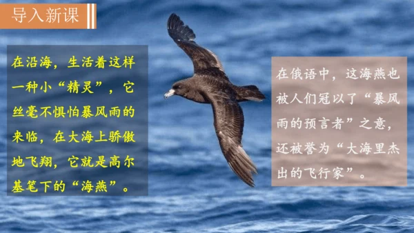 4《海燕》课件
