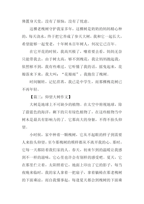 仰望大树作文600字借物抒情.docx