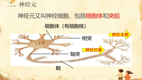 初中生物学人教版（新课程标准）七年级下册4.6.2 神经系统的组成课件(共18张PPT)