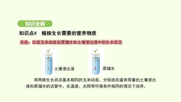 第三单元-第一章-第二节-植株的生长课件-2024-2025学年七年级生物下学期人教版(2024)(