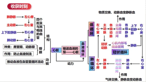 七年级下册4.4人体内物质的运输（复习课件）(共27张PPT)