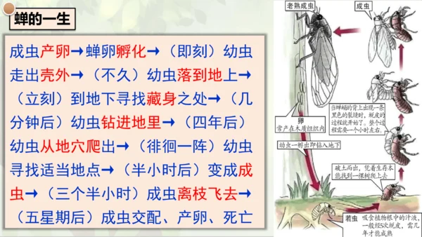 21《蝉》课件