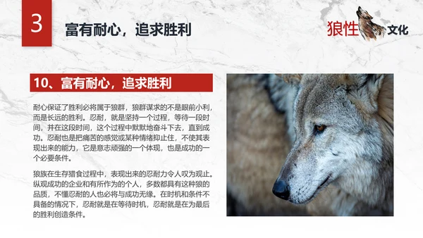 团队企业文化狼性文化员工培训PPT