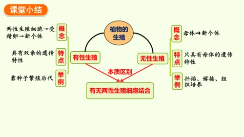 7.1.1植物的生殖-八年级生物人教版下学期同步精品课件(共33张PPT)