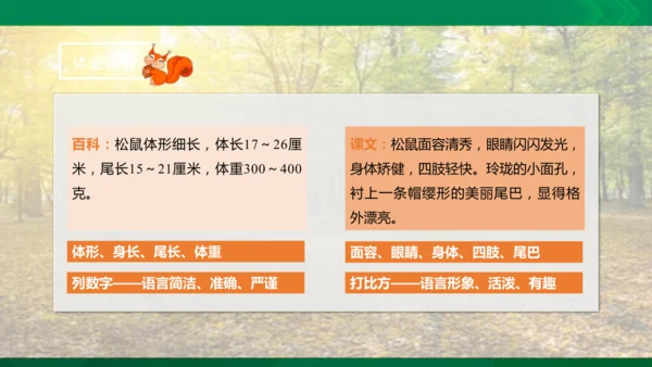 17 松鼠 第二课时课件