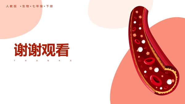 血流的管道，血管课件PPT模板.ppt