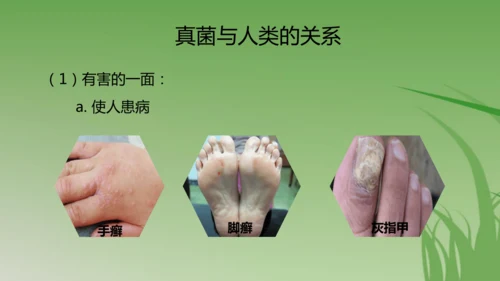 人教版生物七年级上册3.3《真菌》（课件）(共25张PPT)