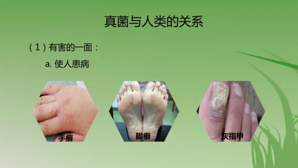 人教版生物七年级上册3.3《真菌》（课件）(共25张PPT)