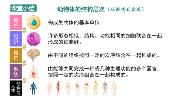 第一单元第三章从细胞到生物体（复习课件）-七年级生物上册同步教学精制课件（人教版2024）(共44张