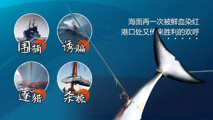 鲸落万物生鲸鱼知识讲座通用PPT模板