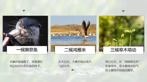 春天雨水绿叶晨露二十四节气通用PPT课件