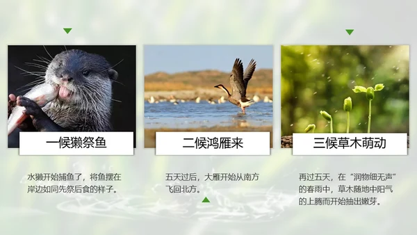 春天雨水绿叶晨露二十四节气通用PPT课件
