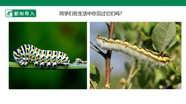 第六课《节节虫》课件